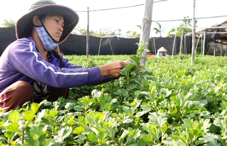 Làng hoa miền Trung vào vụ tết