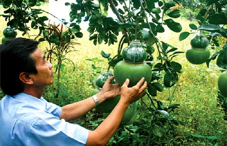 Về Phú Hữu ăn bưởi Năm Roi