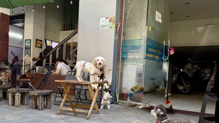 Cho thú cưng ngồi trên bàn ăn ở tiệm: Nên hay không?