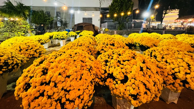 Cúc mâm xôi Hàn Quốc lạ mắt hút khách tại chợ hoa Tết Đà Nẵng