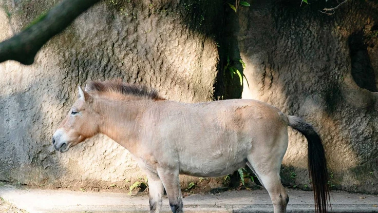 Ngựa hoang Mông Cổ chuẩn bị tỏa sáng tại vườn thú Đài Loan dịp Tết