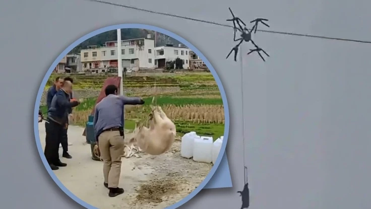 Drone chở heo vướng dây cao thế, con vật bị nướng chín còn cả làng mất điện nửa ngày 