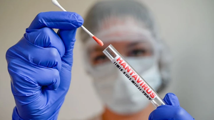 Tại sao dịch virus Hanta khác COVID-19?