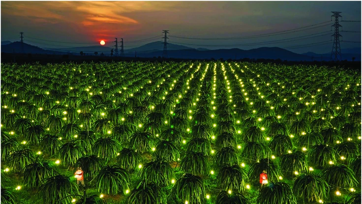 Sự tích cánh đồng ánh sáng