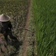 Biến đổi khí hậu khiến nông nghiệp châu Á lao đao