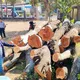 Tiếc nuối hàng lim xẹt hơn 50 năm tuổi bị cưa hạ ở TP Pleiku