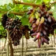 Ninh Thuận phấn đấu đến năm 2030 sẽ xuất khẩu 20.000 tấn nho, táo