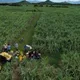 NPK Phú Mỹ góp phần cho một mùa mía ngọt bội thu