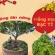 Những lão nông trồng mai bạc tỉ