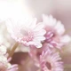 Cuối năm nhớ sóng sông dài