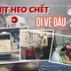 Điều tra: Thịt bẩn luồn lách đến bữa ăn - Kỳ 2: Đường đi của xe chở thịt heo chết lúc rạng sáng