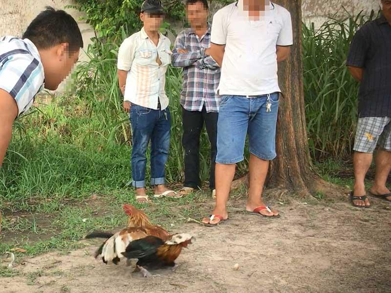 Từ đá gà qua mạng đến trường gà thật
