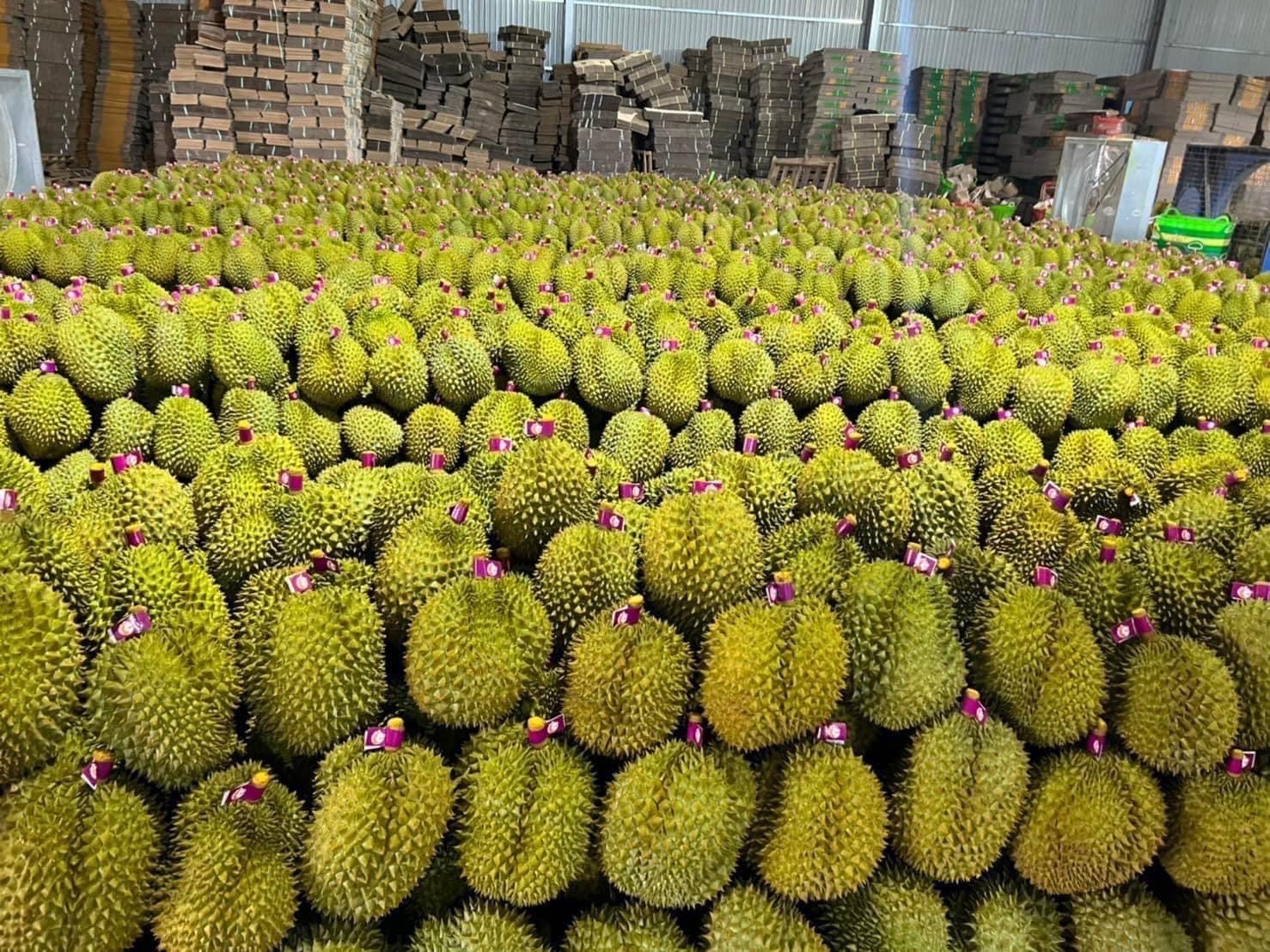 Chín tháng đầu năm 2023, xuất khẩu rau quả tăng hơn 70% so với cùng kỳ, trong đó sầu riêng là một trong những mặt hàng có kim ngạch xuất khẩu cao nhất. Ảnh: AH ảnh 1 Chỉ trong tháng 9, xuất khẩu rau quả tăng 160%