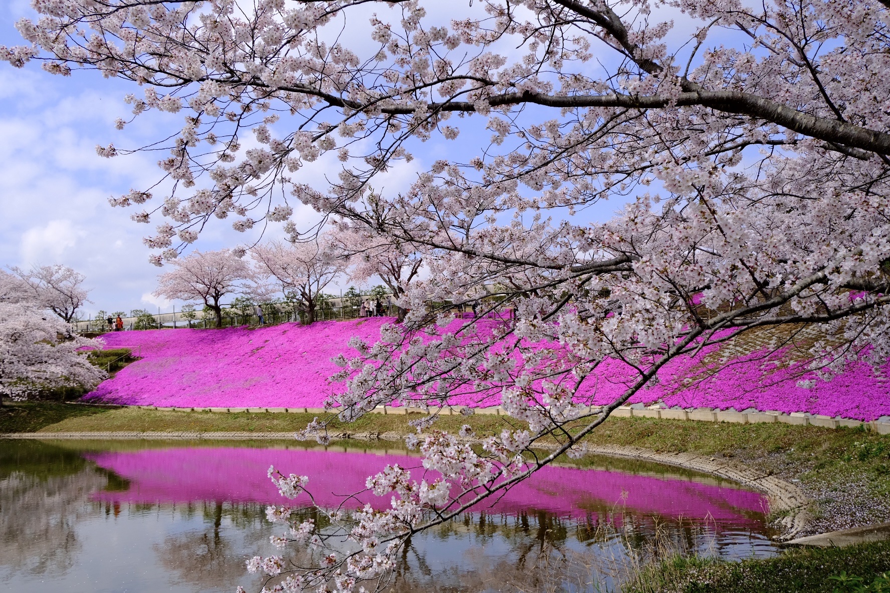 Mê mẩn ngắm hoa anh đào ở Nhật Bản
