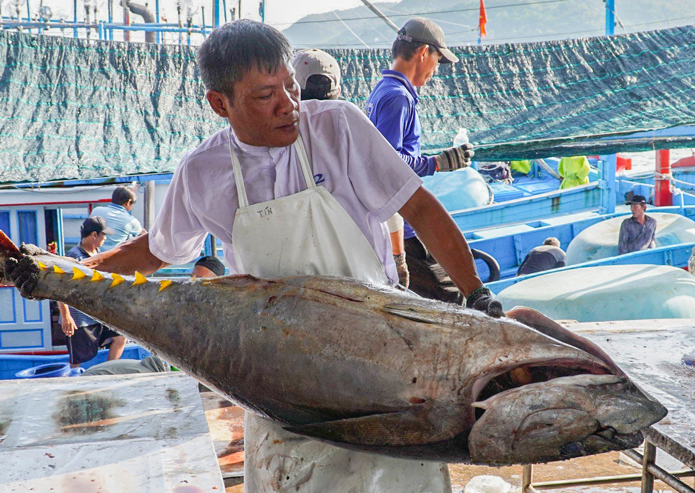 Ngư dân Nam Trung Bộ bội thu mùa cá ngừ đại dương