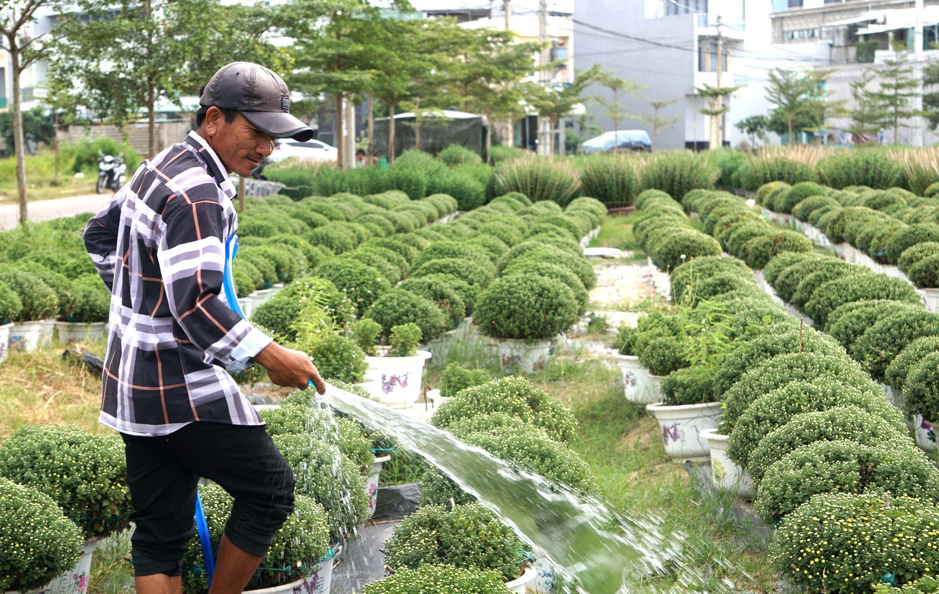 Làng hoa 100 tỉ ở Bình Định mong một mùa hoa tết đủ đầy 