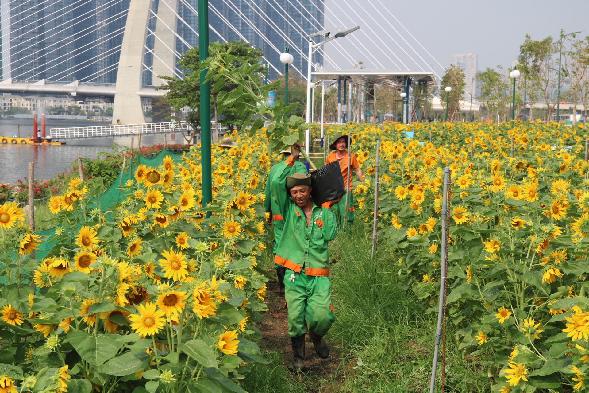 Chuẩn bị trồng mới hơn 20 ngàn cây hoa hướng dương ở công viên bờ sông Sài Gòn