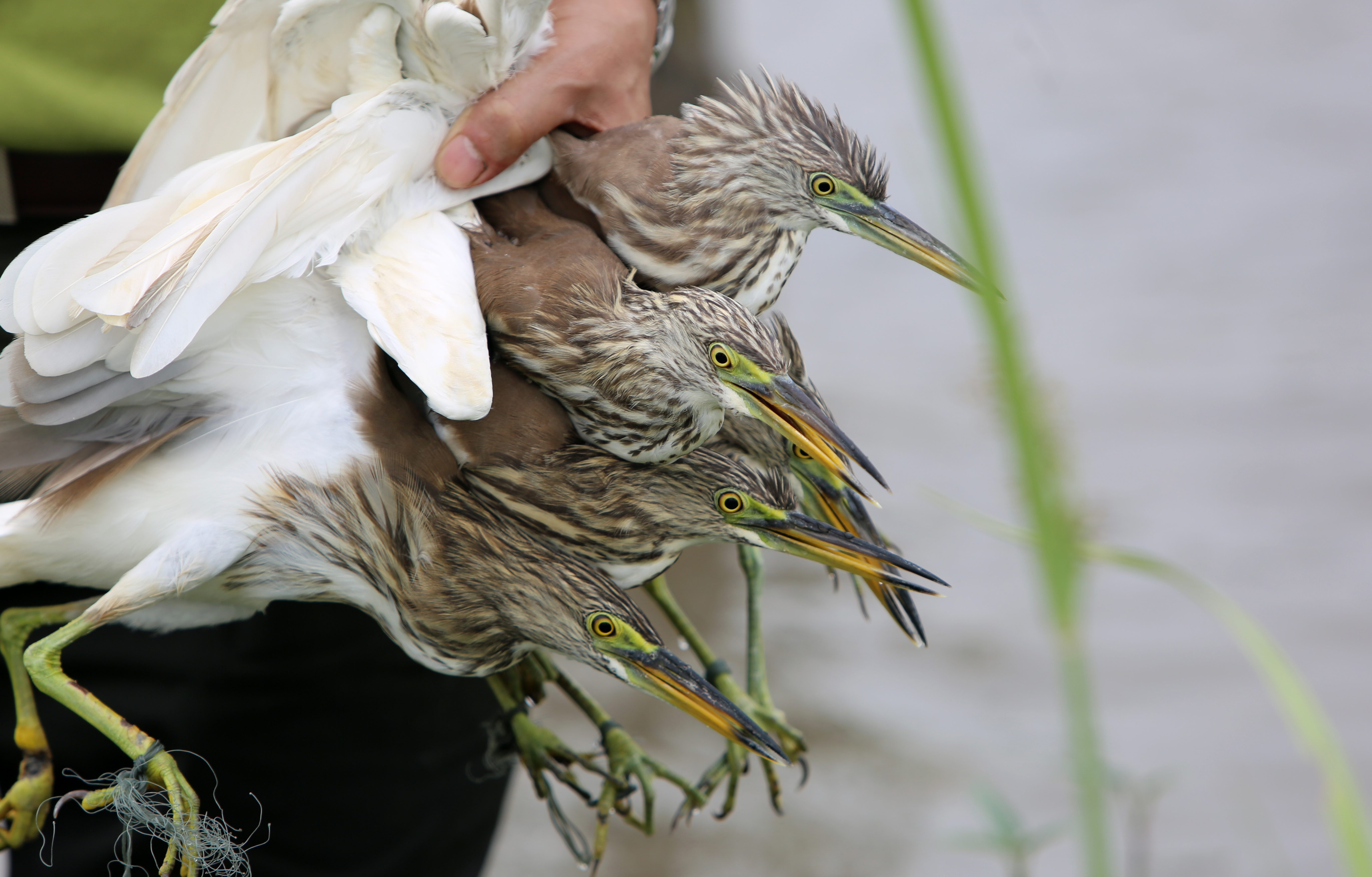 Cận cảnh "nước mắt" chim trời hoang dã sa bẫy ở Thanh Hóa