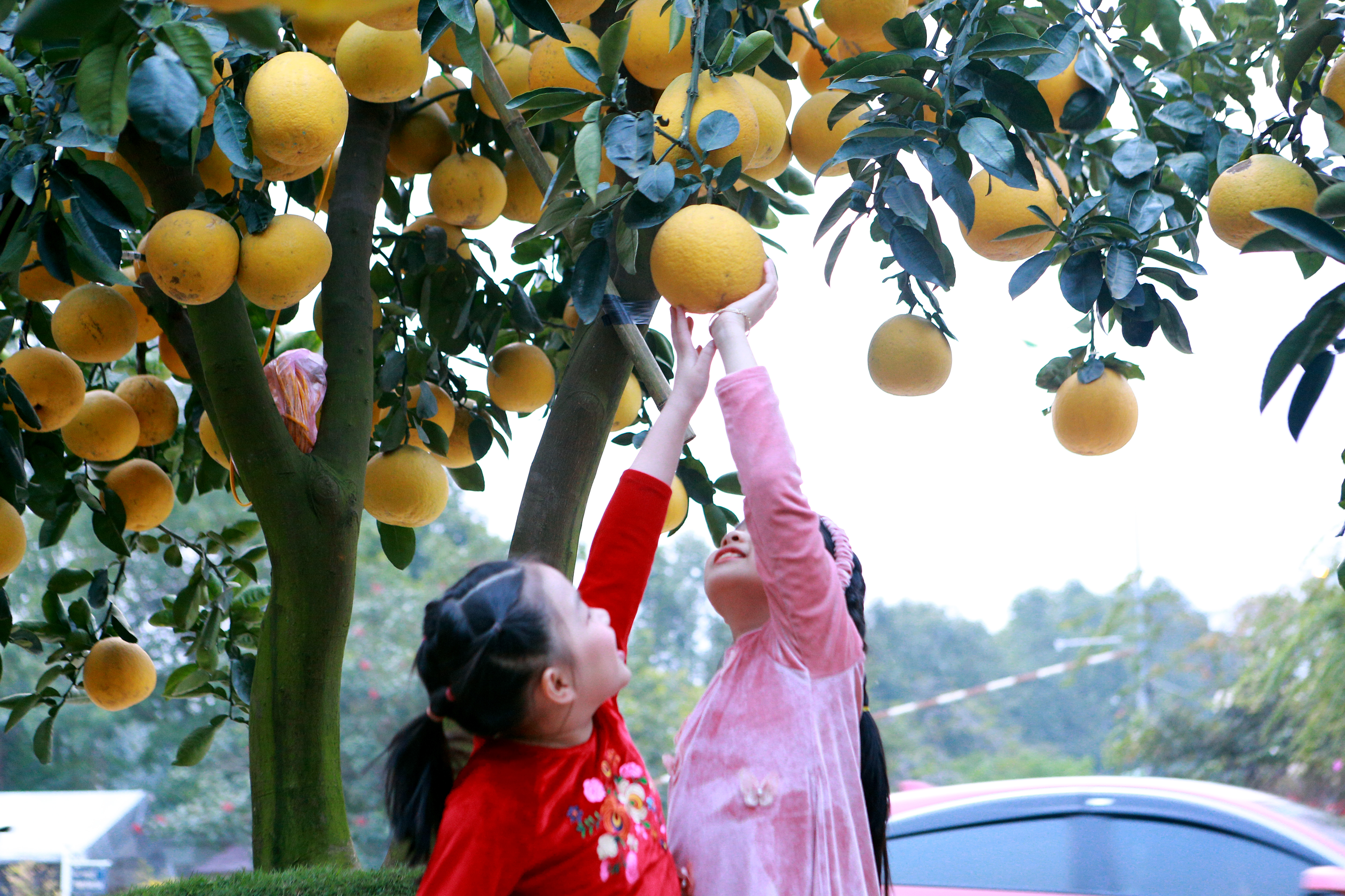Người dân thích thú với gốc bưởi hàng trăm quả ở Thanh Hóa