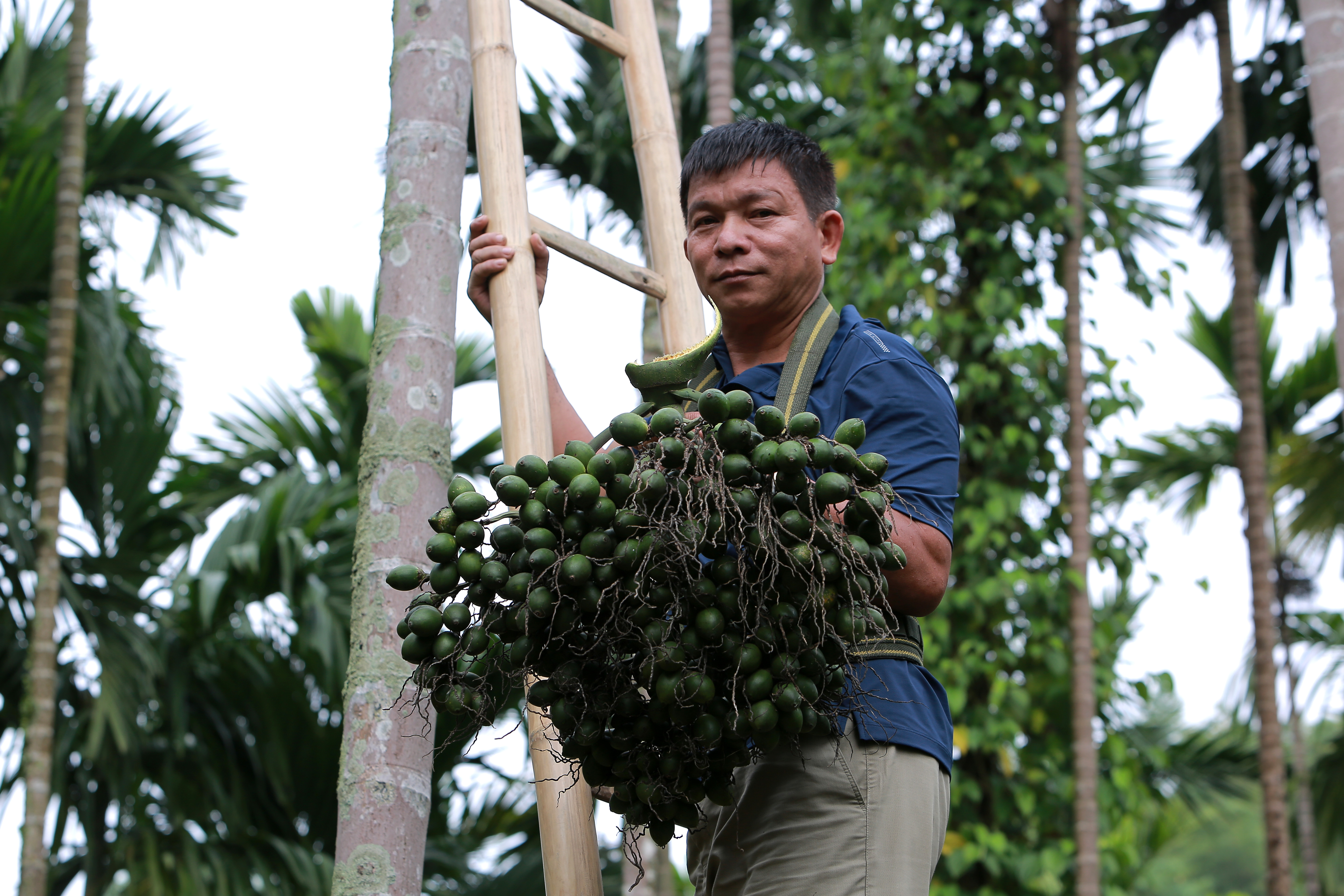 Nông dân thu hàng trăm triệu nhờ giá cau quả cao kỷ lục