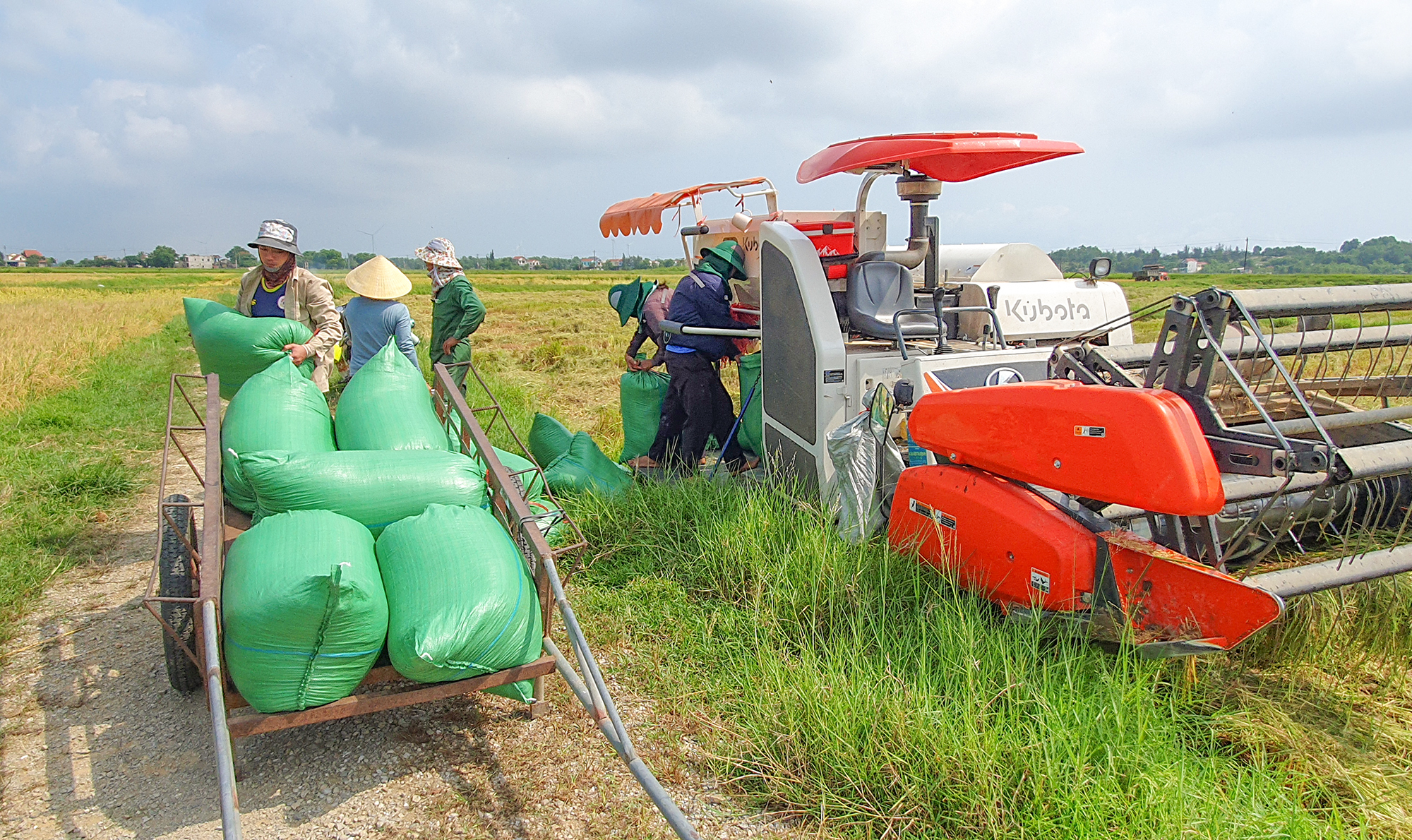 Lúa được giá, nông dân Quảng Bình tất bật thu hoạch vụ đông-xuân