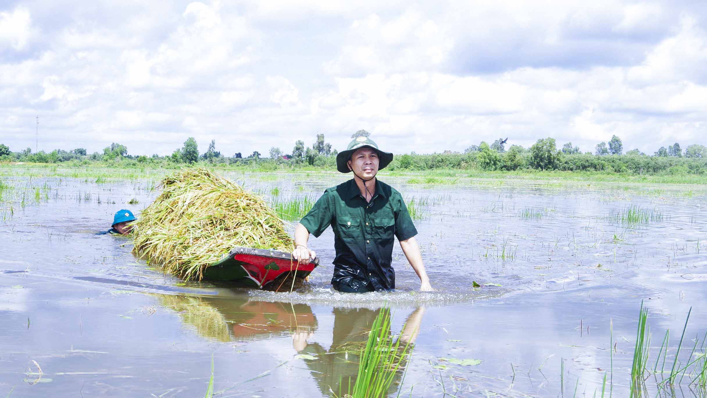 Chủ tịch UBND huyện dầm mình giúp dân thu hoạch lúa bị ngập úng