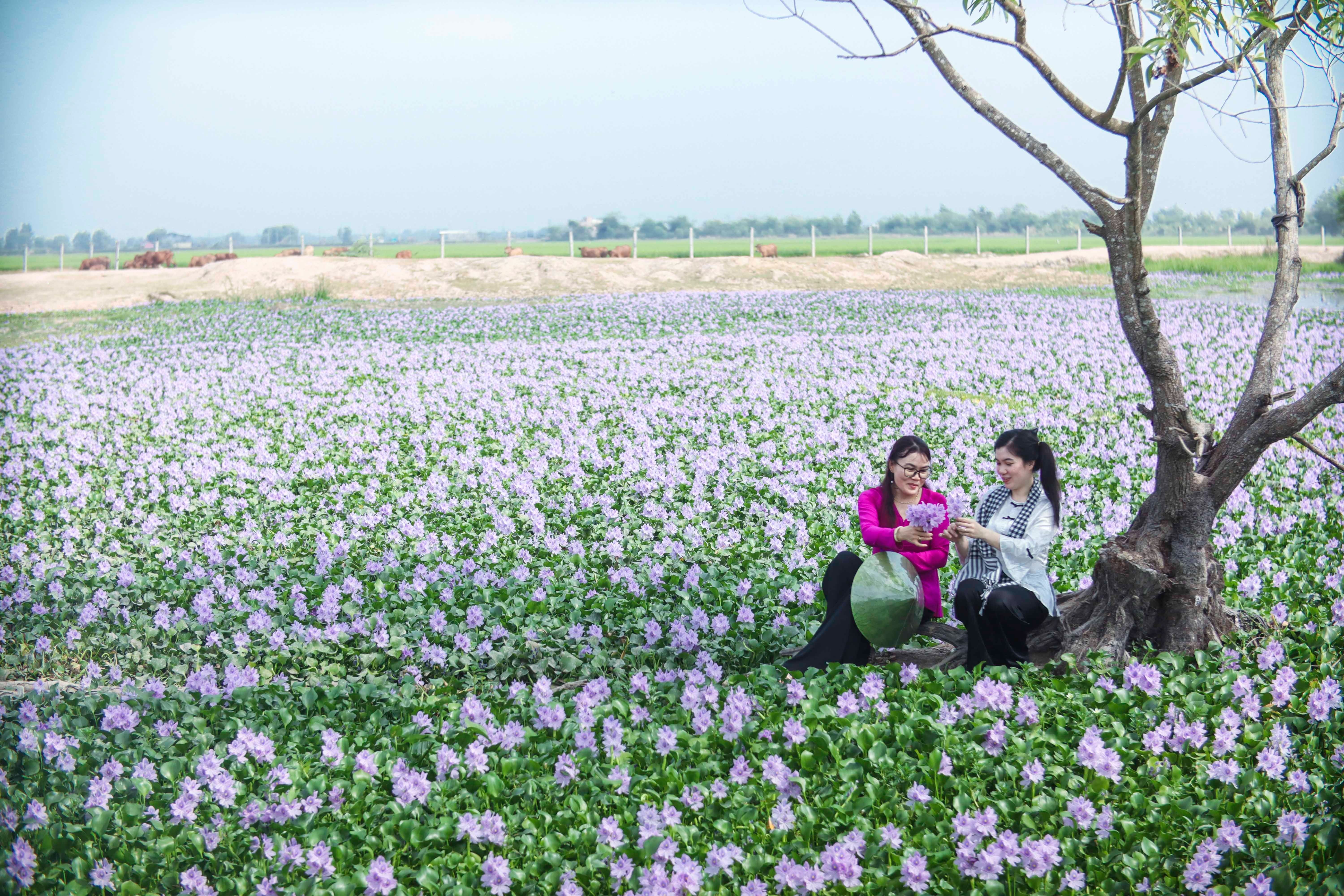 Điểm “check- in” cánh đồng hoa lục bình tuyệt đẹp ở Long An