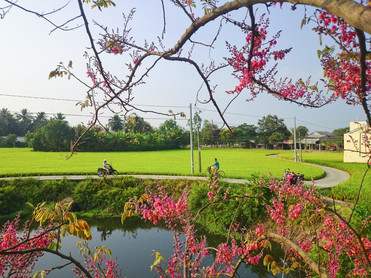 Về Long An ngắm hoa "Anh đào miền Tây"