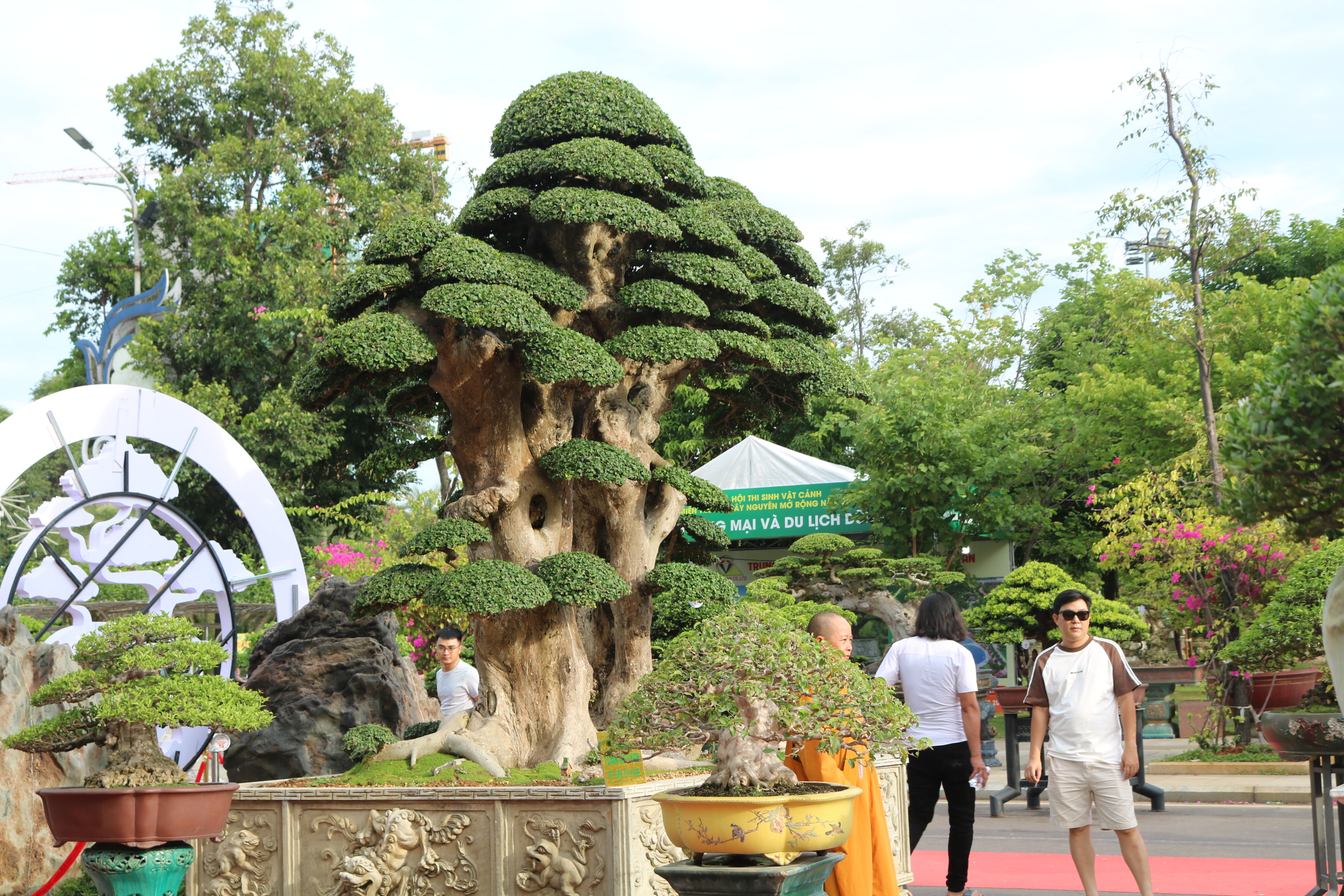 Ngắm dàn bonsai khủng trị giá hàng chục tỉ ở Quy Nhơn