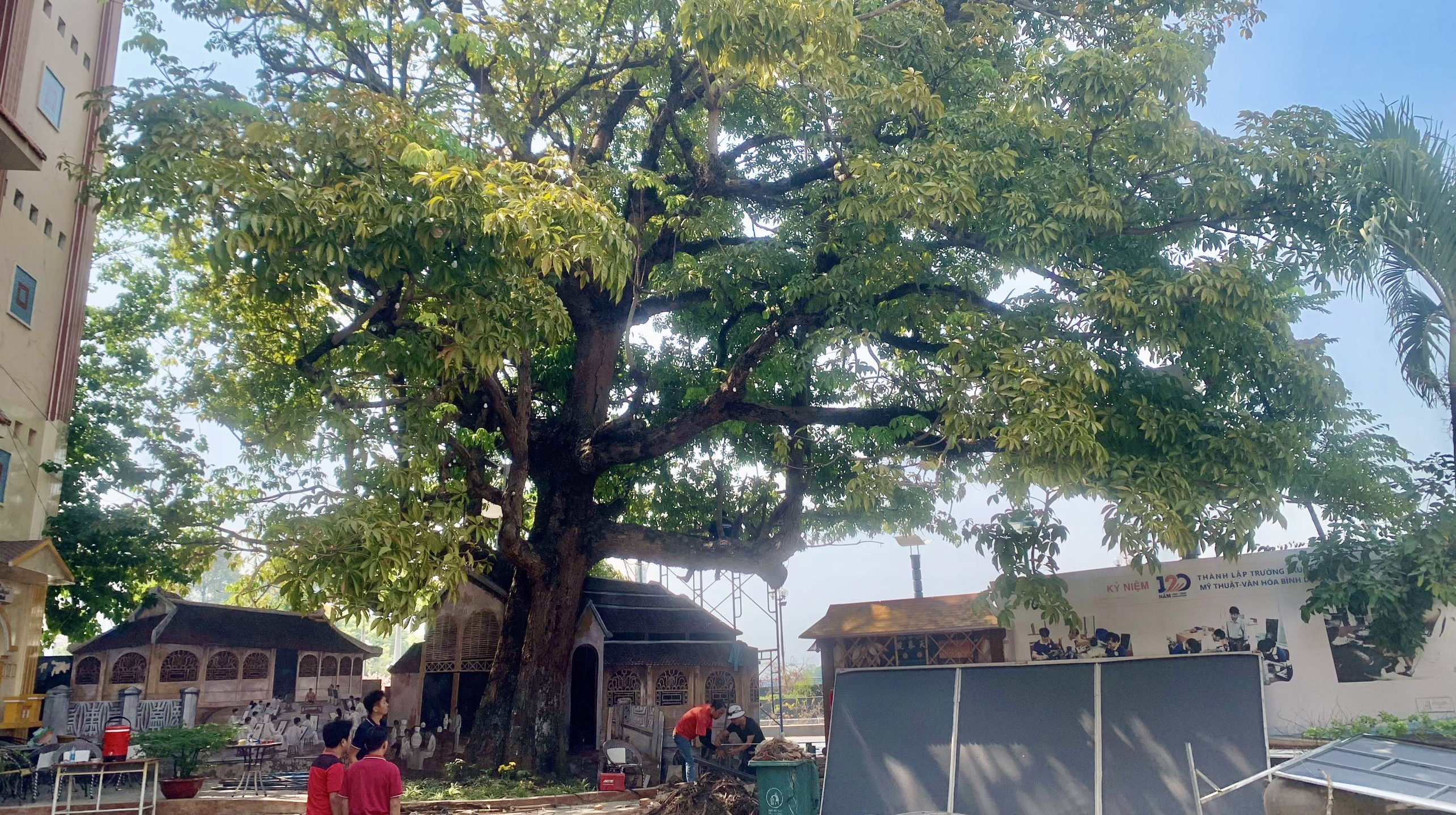 3 cây cổ thụ hàng trăm năm tuổi ở Bình Dương được công nhận Cây Di sản Việt Nam