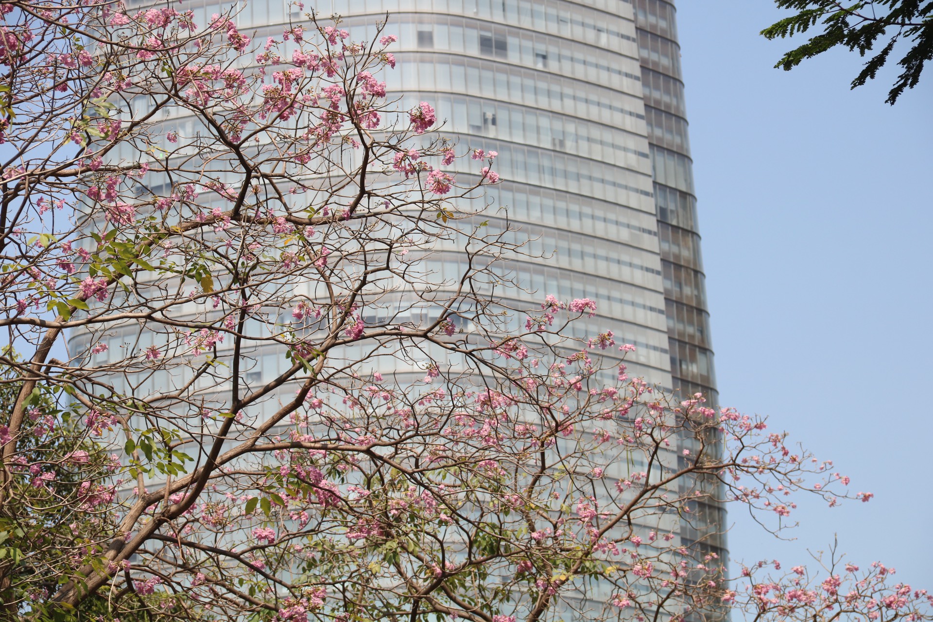 Hoa kèn hồng bung nở rực rỡ trong nắng Sài Gòn