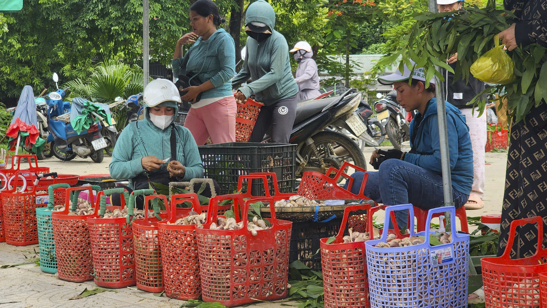 Người dân Huế kiếm tiền triệu mỗi ngày nhờ loại nấm trời ban