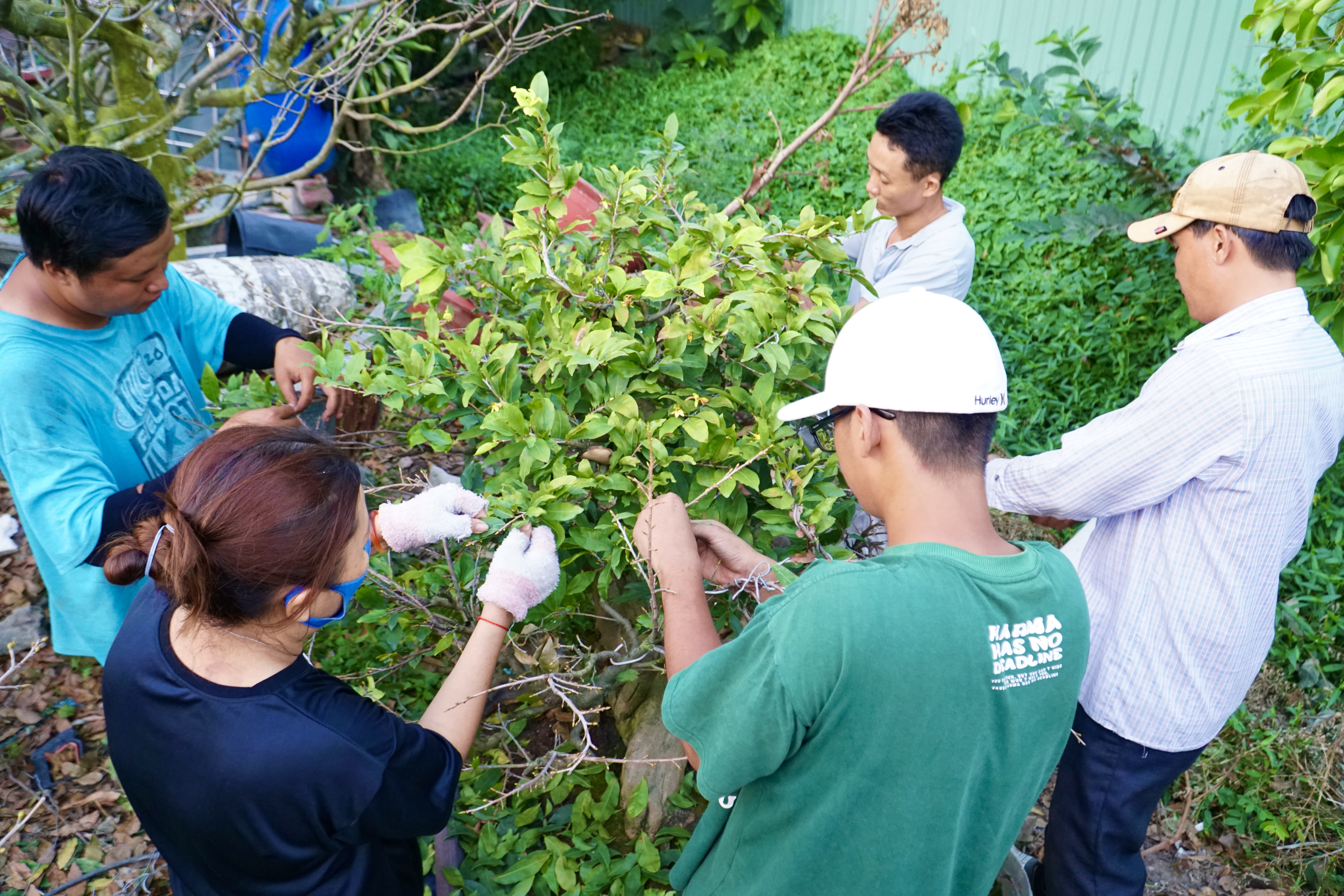 Sức mua yếu, nhà vườn không đủ chi phí thuê nhân công lặt lá mai Tết