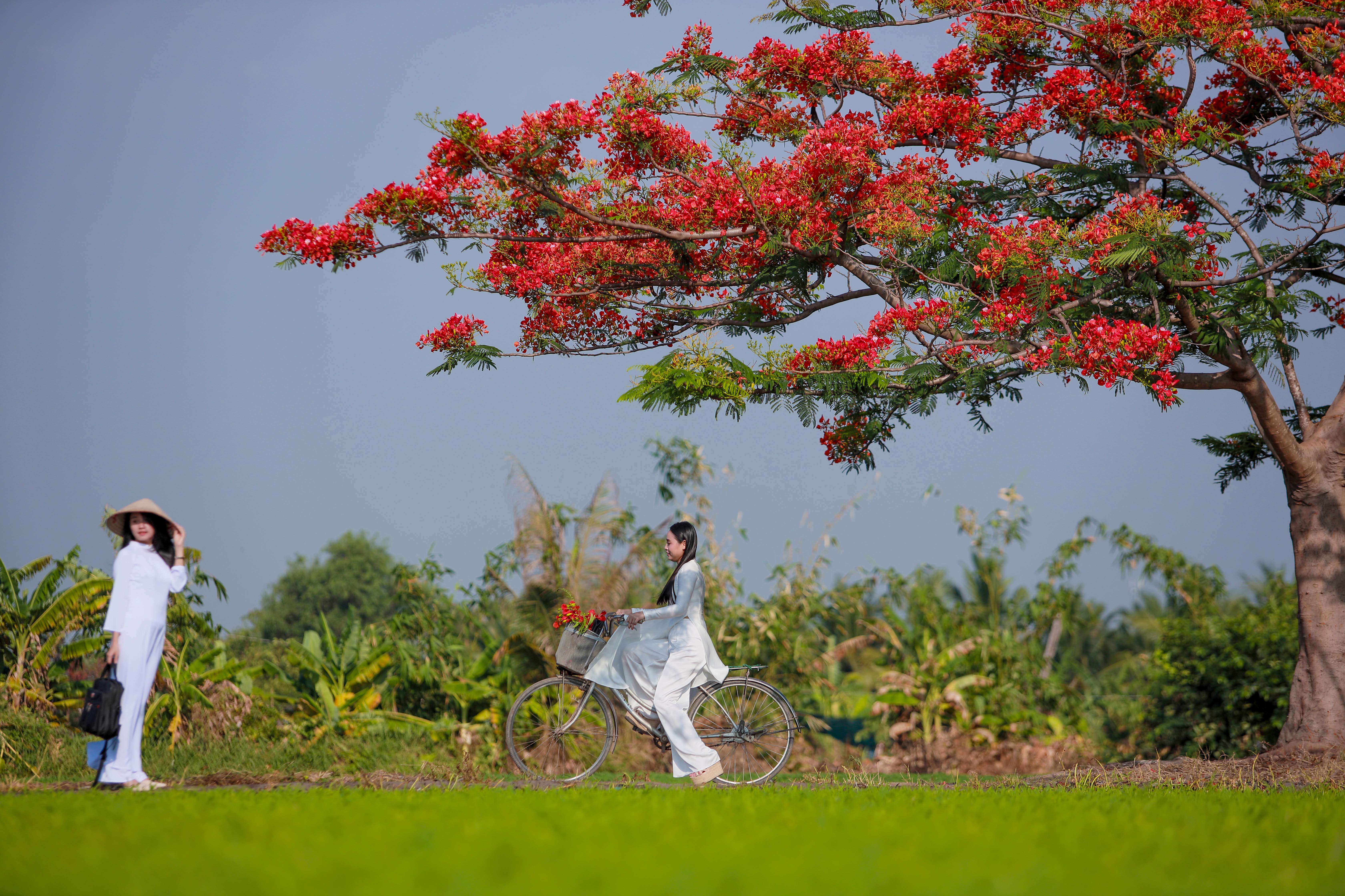 Người dân Sài Gòn ra đồng chụp ảnh với 'cây phượng cô đơn'