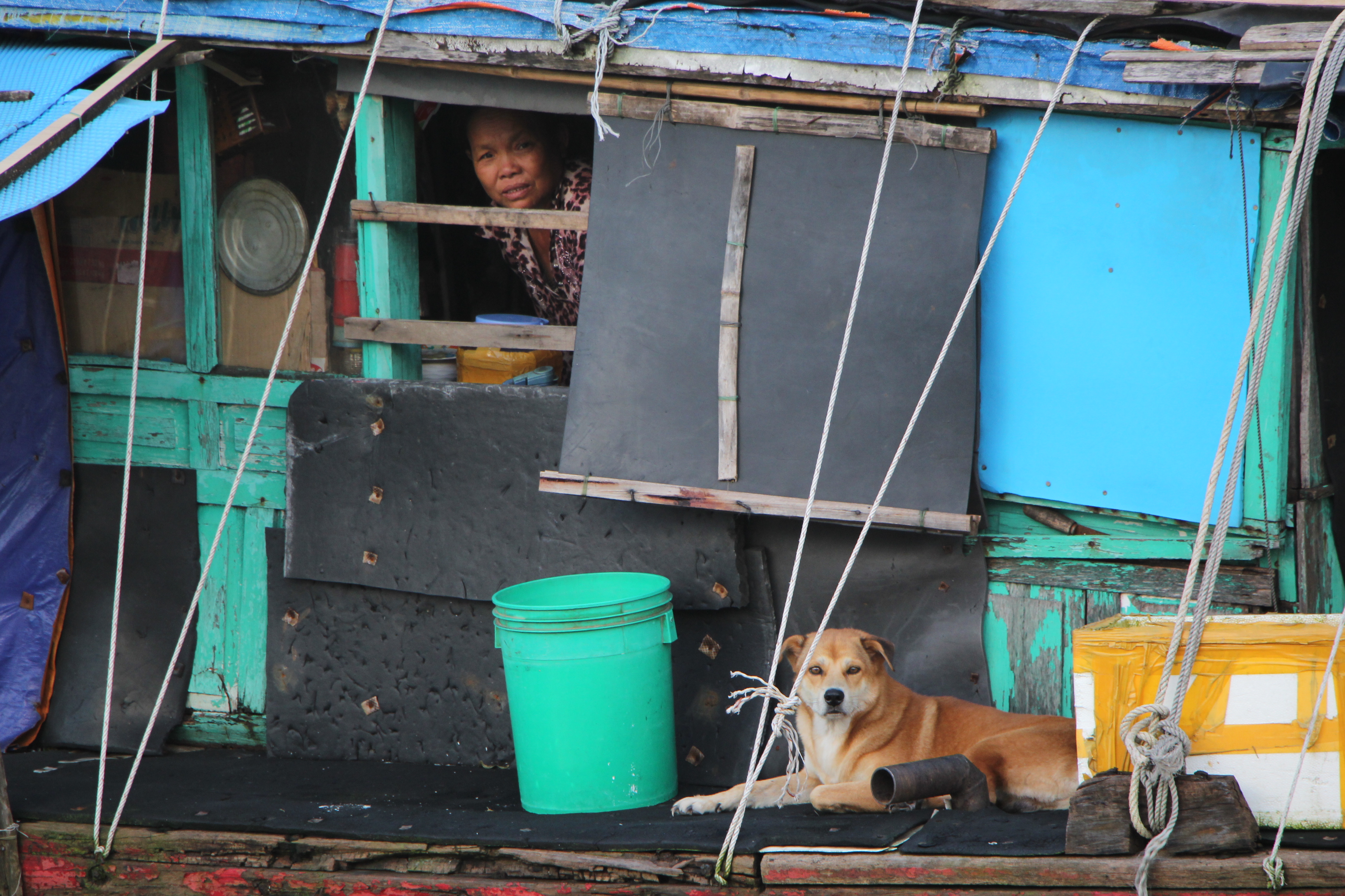 Dù sống trên thuyền nhưng ngư dân cũng có một chú chó làm bạn, bảo vệ gia đình. Ảnh: MINH TRƯỜNG.