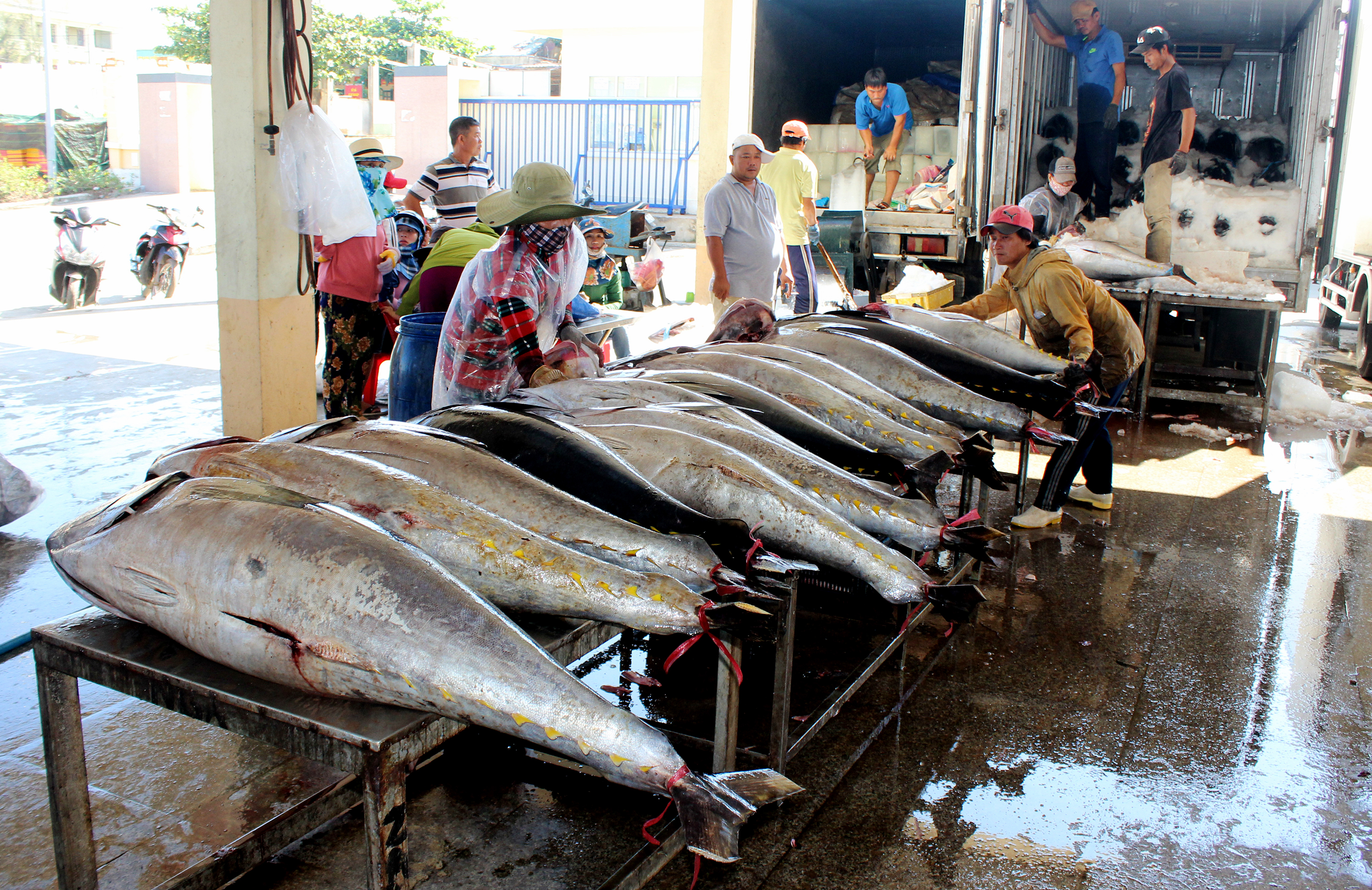 Ngư dân Phú Yên mong sớm gỡ thẻ vàng để giá hải sản tốt hơn