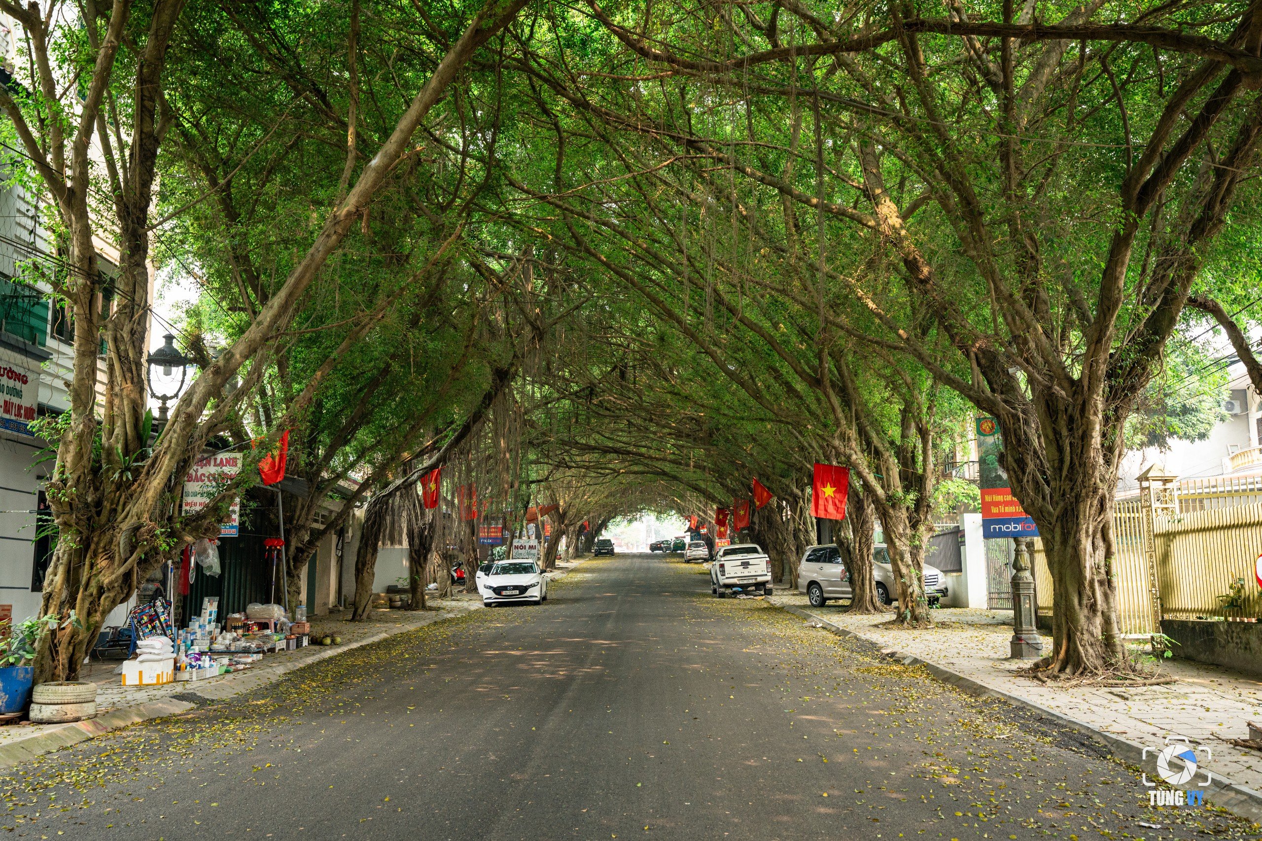 Độc đáo con đường có hàng trăm cây si dẫn vào Đền Hùng