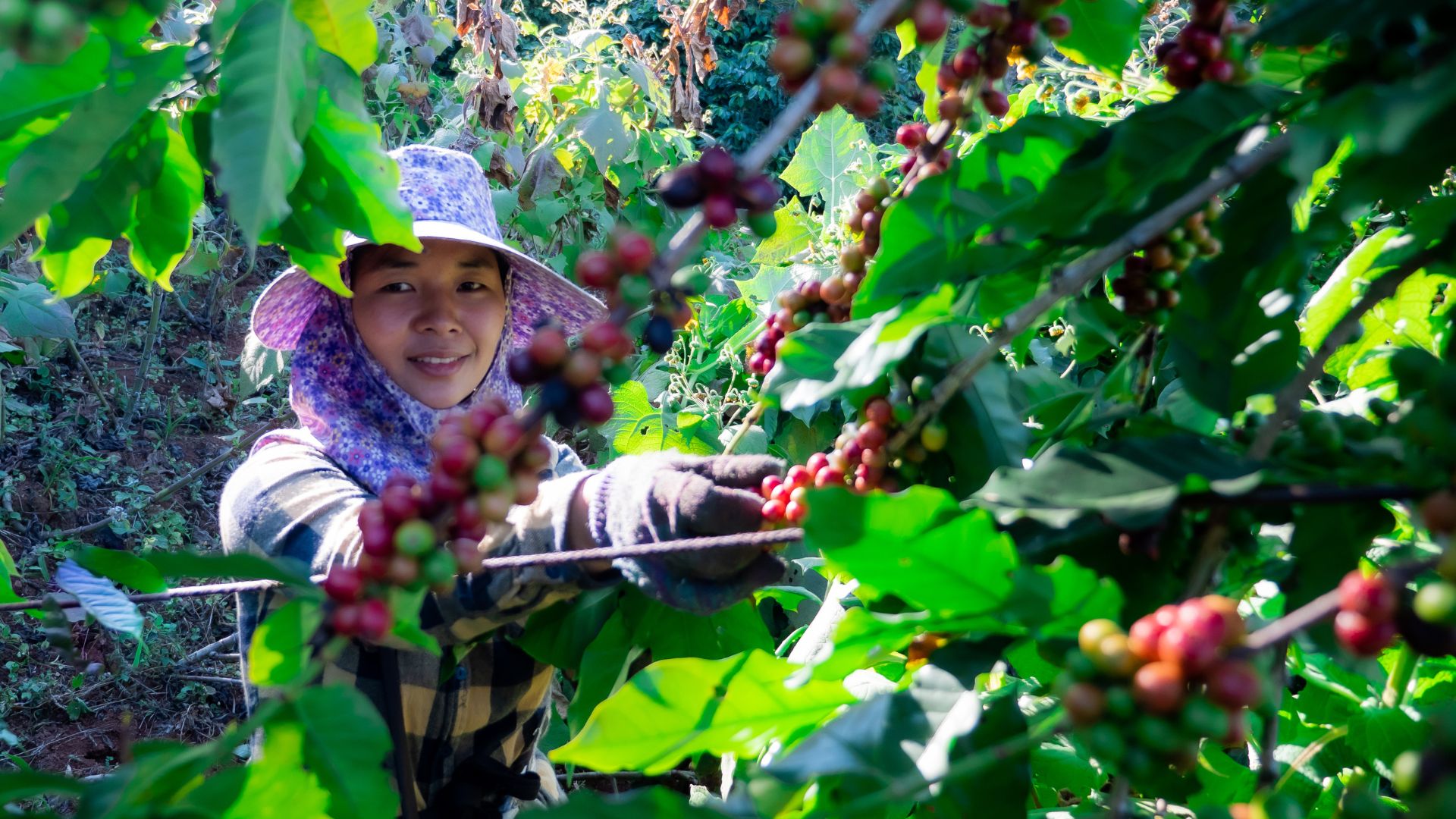 Nước nào tiêu thụ cà phê lớn nhất từ Việt Nam? 