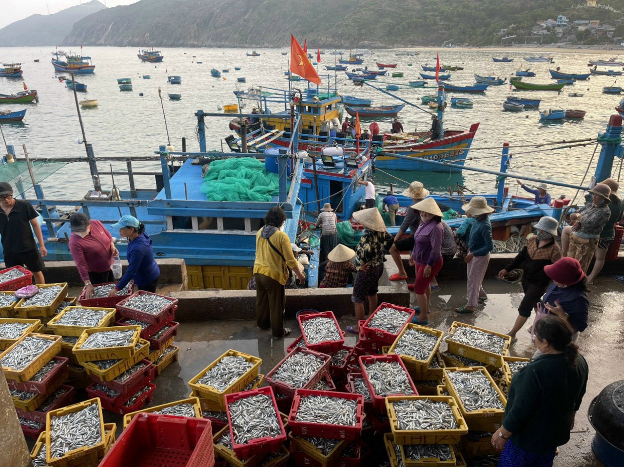 Trúng đậm cá cơm, ngư dân Bình Định thu tiền triệu mỗi ngày