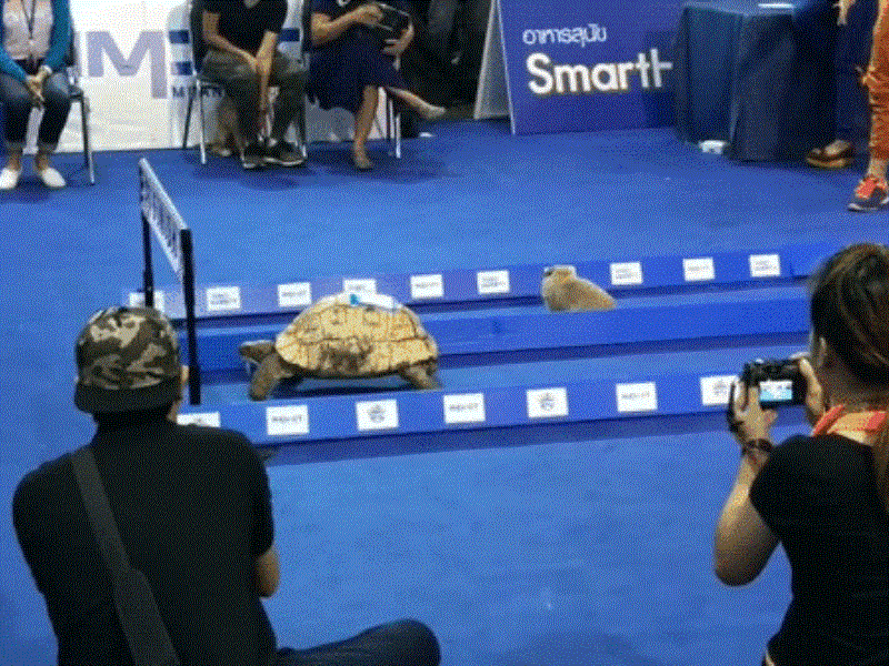 Xem rùa vượt thỏ trong trận đua kịch tính