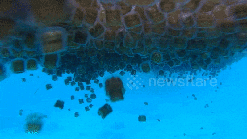 Mãn nhãn với vẻ đẹp tinh khôi của đàn sứa khổng lồ