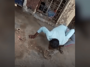 Bị rắn hổ mang cắn khi giở trò hôn hít