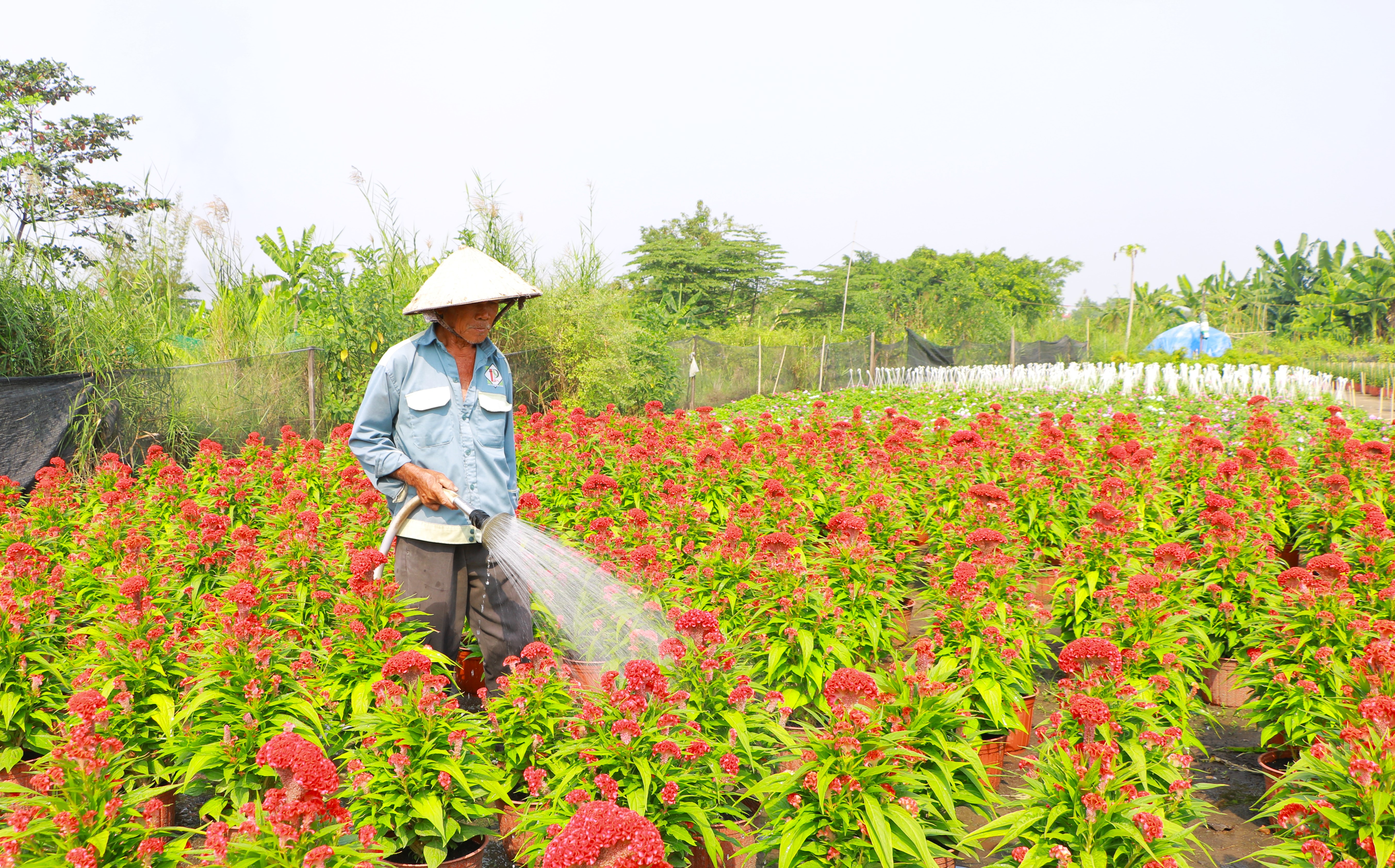 Thương lái vẫn chưa ghé, nhà vườn thấp thỏm lo đầu ra hoa Tết 