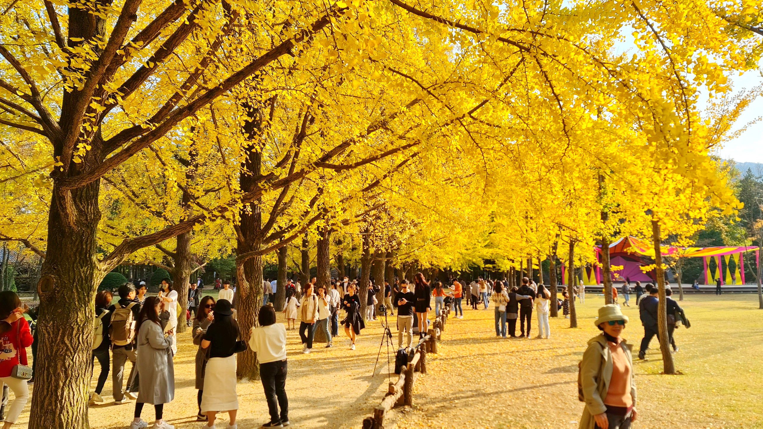 Nhộn nhịp tour ngắm lúa chín, lá vàng, lá đỏ