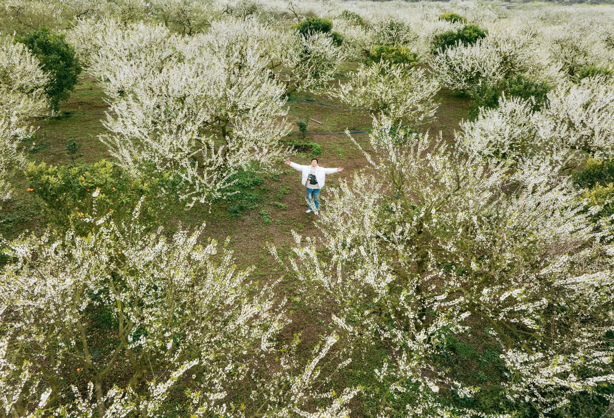 Hoa mận phủ trắng cao nguyên Mộc Châu