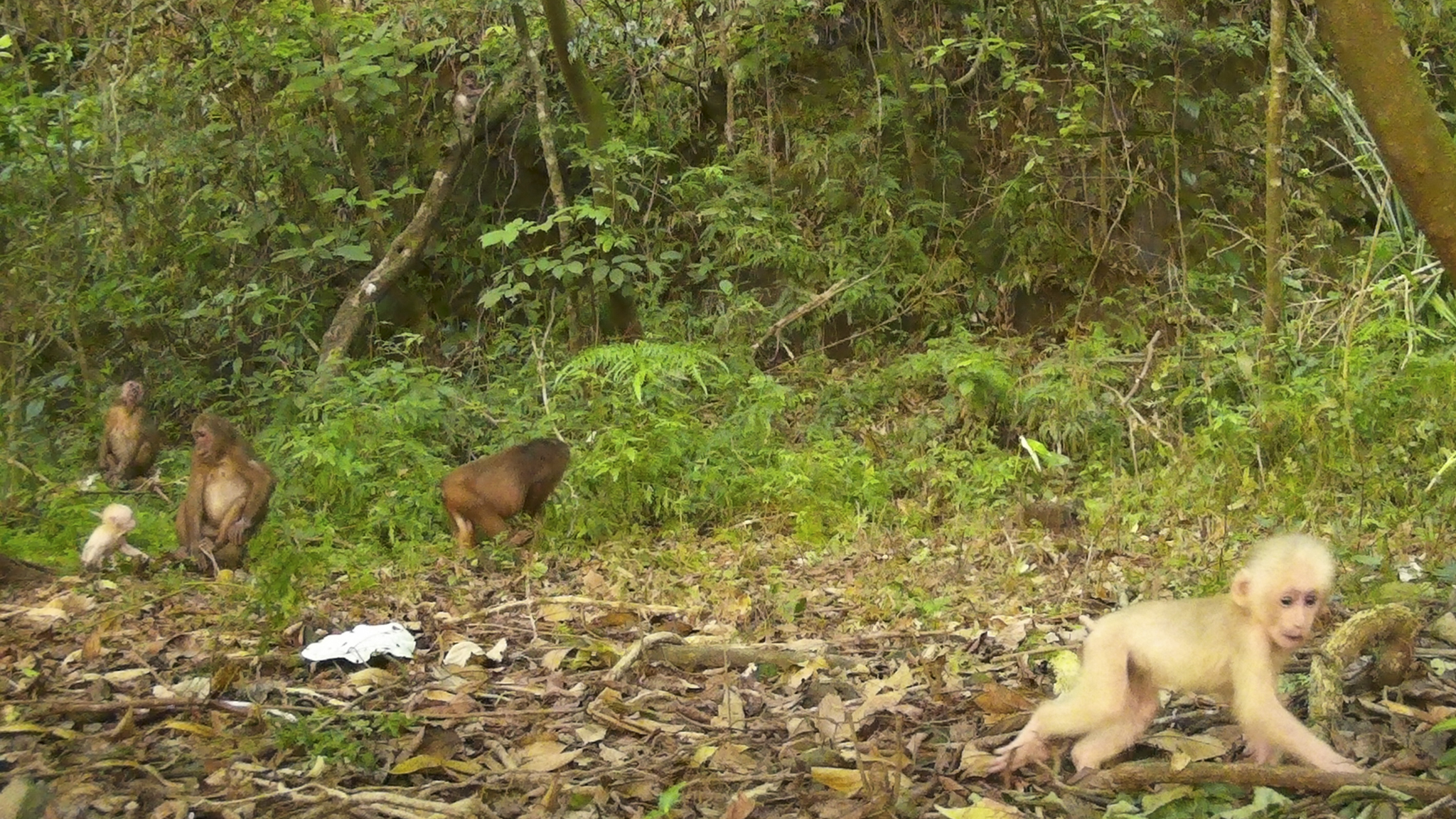 'Mắt thần' khám phá cuộc sống của các động vật quý hiếm trong rừng sâu