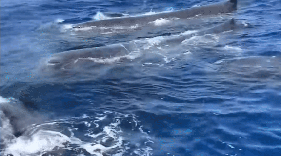 Ngư dân kể về đàn cá nhà táng vây quanh thuyền hơn 1 tiếng trên biển