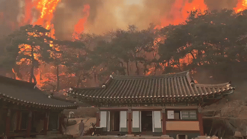 CHÙM ẢNH, VIDEO: Cháy rừng hoành hành ở đông nam Hàn Quốc, 4 người thiệt mạng