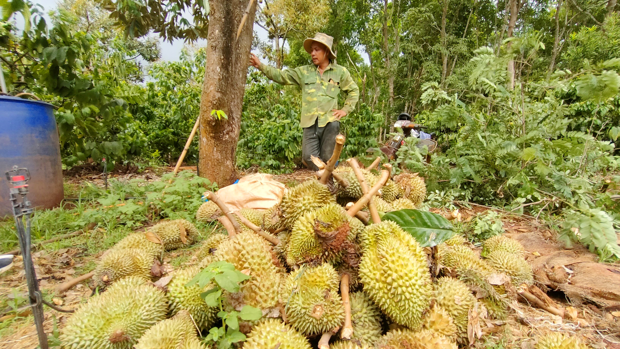 Sầu riêng rụng đầy vườn do mưa lớn kèm gió lốc ở Gia Lai