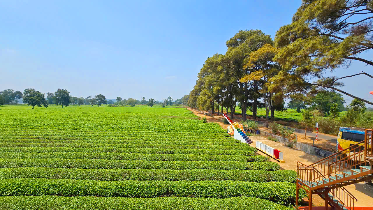 Doanh nghiệp phá bỏ đồi chè cổ thụ tuyệt đẹp để trồng cà phê